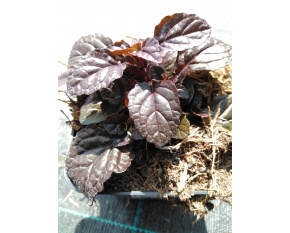 Ajuga reptans ‘Mahogany’