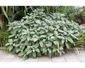 Salvia officinalis ‘Berggarten’