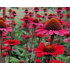 Echinacea ‘SunSeekers Scarlet’