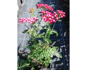 Achillea millefolium ‘Red Velvet’