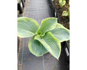 Hosta sieboldiana ‘Francess Williams’