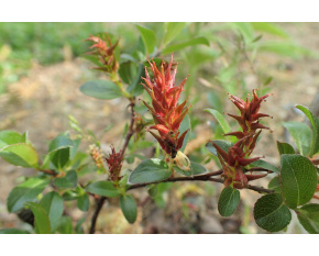 Salix x moorei
