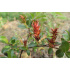 Salix x moorei