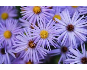 Aster oblongifolia ‘October Skies’
