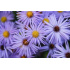 Aster oblongifolia ‘October Skies’