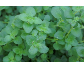Origanum vulgare ‘Hot and Spicy’