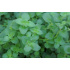 Origanum vulgare ‘Hot and Spicy’