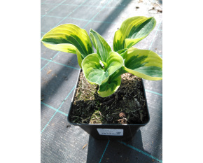 Hosta ‘Brim Cup’
