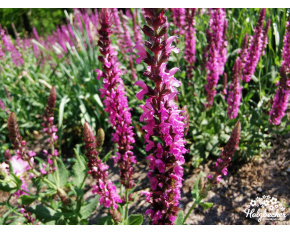 Salvia nemorosa ‘Pink Beauty’