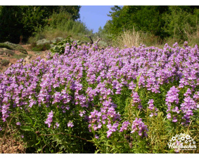 Satureja montana ‘Illirica’