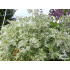 Artemisia arborescens ‘Powis Castle’
