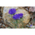 Edraianthus graminifolius