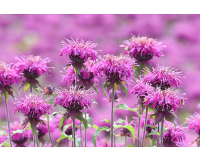 Monarda ‘Bee-Free’
