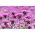 Monarda ‘Bee-Free’