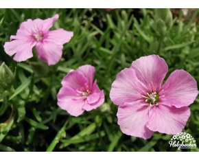 Saponaria ‘Líbeznice’