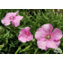 Saponaria ‘Líbeznice’