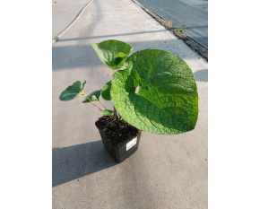 Brunnera macrophylla