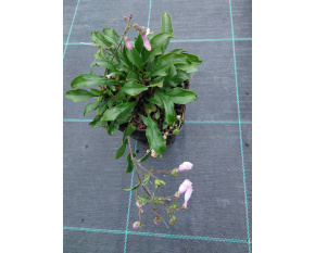 Penstemon hirsutus v. pygmaeus ‘Albus’