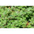 Thymus praecox v. pseudolanuginosus