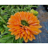 Echinacea ‘SunSeekers Pumpkin Pie’
