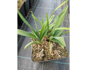 Hemerocallis ‘Crimson Pirate’