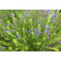 Hyssopus officinali ‘sssp. aristatus’