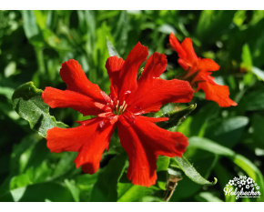 Lychnis chalcedonica ‘Red’