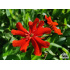 Lychnis chalcedonica ‘Red’
