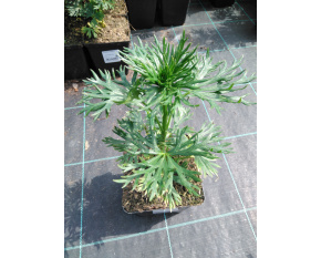 Aconitum napellus