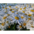 Leucanthemum maximum ‘Sweet Daisy Cher’