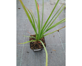 Kniphofia uvaria ‘Royal Castle’