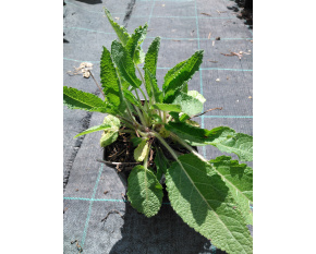 Salvia pratensis