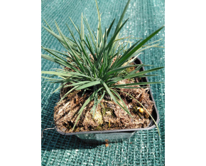 Koeleria glauca ‘Coolio’
