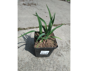 Hemerocallis ‘Stella d'Oro’