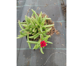 Delosperma ‘Wheels Of Wonder Fire’