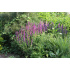 Salvia nemorosa ‘Ostfriesland’