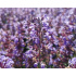 Nepeta x faassenii ‘Purrsian Blue’