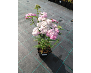 Achillea ‘Apfelblüte’