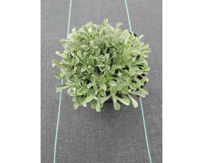 Antennaria dioica ‘Rubra’