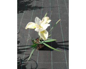 Iris sibirica ‘Butter and Sugar’