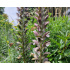 Acanthus spinosus