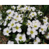 Arenaria montana ‘Blizzard Compact’