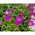 Delosperma ‘Wheels Of Wonder Purple’