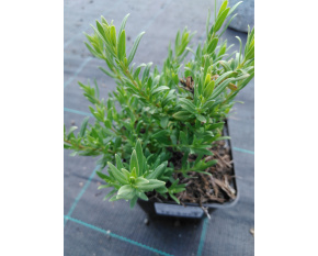 Hyssopus officinali ‘sssp. aristatus’