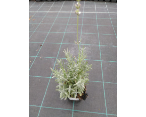 Lavandula x intermedia ‘Edelweiss’