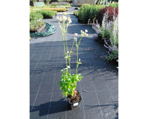 Astrantia major P9x9