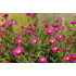 Aster novi-belgii ‘Crimson Brocade’
