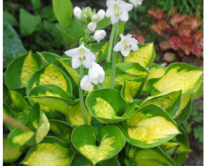 Hosta ‘Sunset Grooves’ 