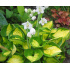 Hosta ‘Sunset Grooves’ 