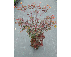 Euphorbia ‘Miners Merlot’